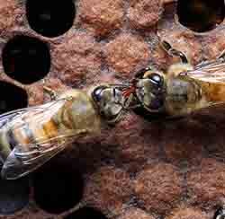 Объединение слабых пчел