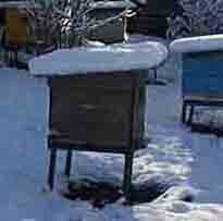 Пасека весной