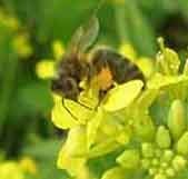 Пчела на цветке в августе