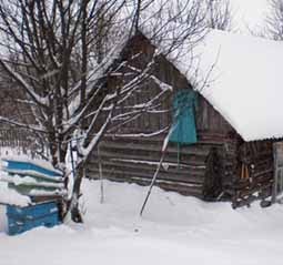 Пчелы зимой