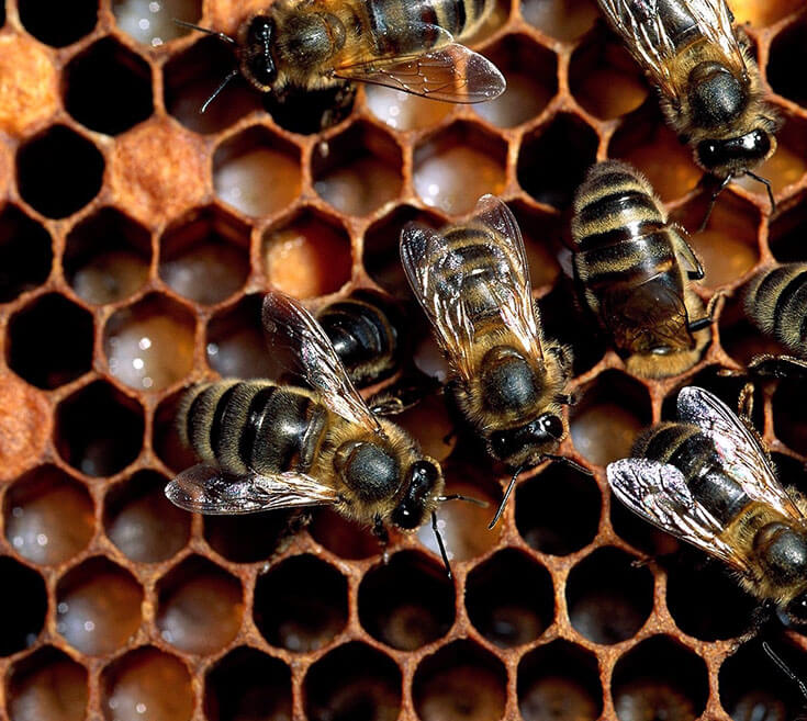 Сота у пчел