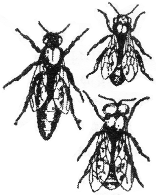 особи пчелиной семьи