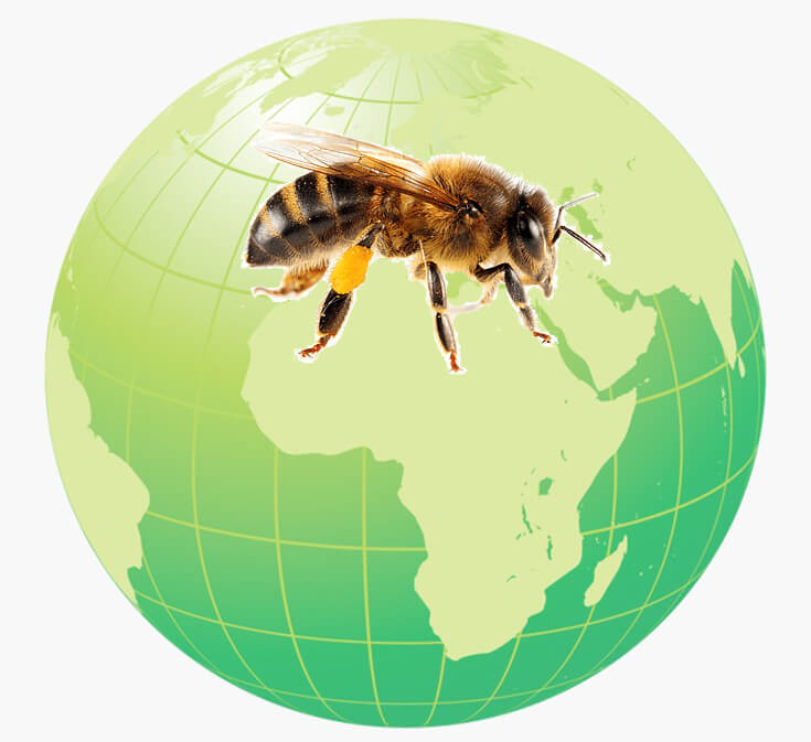 Пчела и глобус