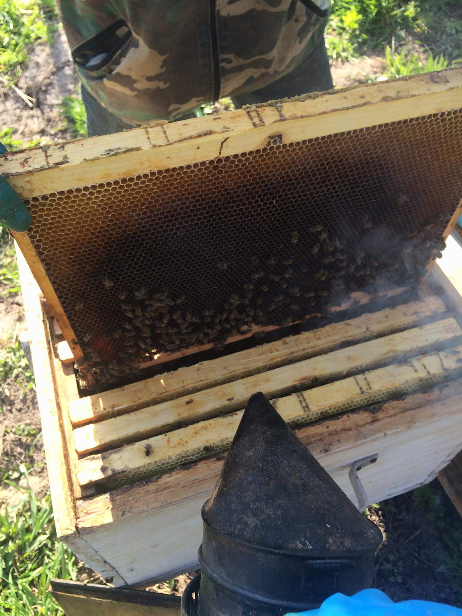 Как разговаривает пчела