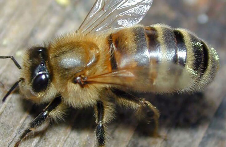 Карпатская порода пчел