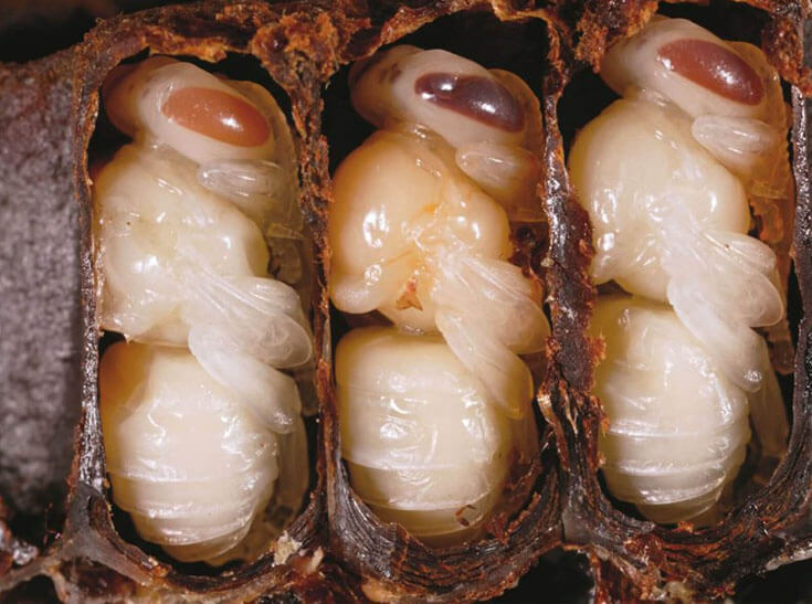 Развитие личинки пчелы