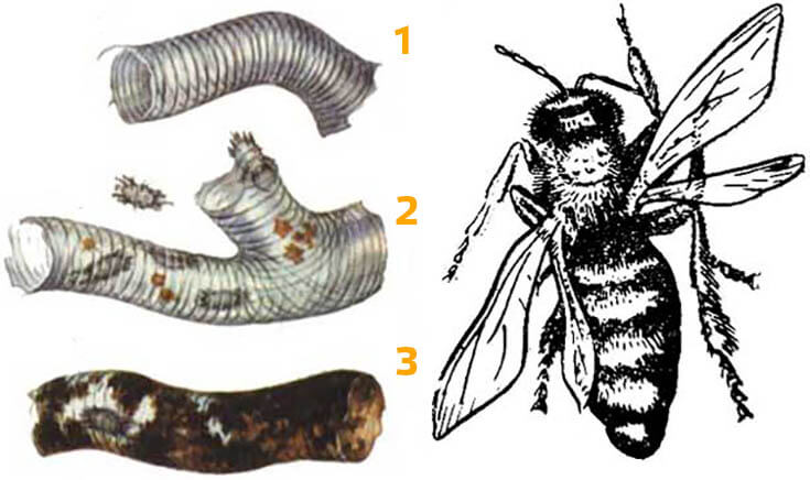 Акарапидоз у пчел