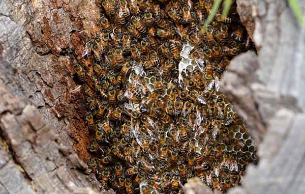 Пчелы в дупле