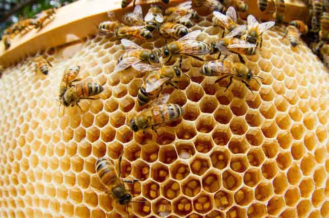 Бортневые пчелы