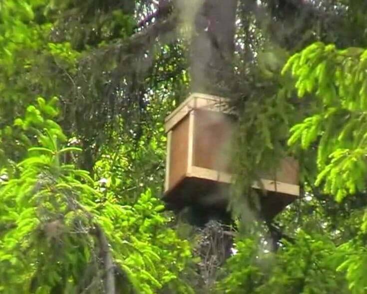 Ловушка для медоносных пчёл