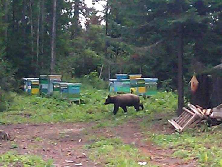 Медведь на пасеке