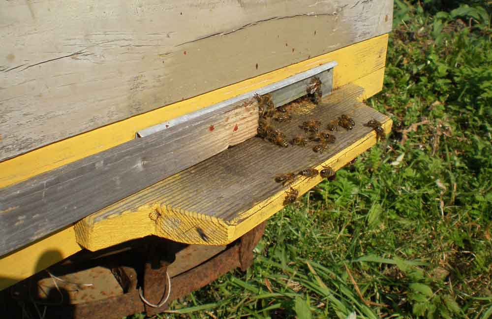 Медоносная пчела на летке улья