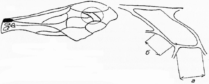 Промеры жилок крыльев пчел