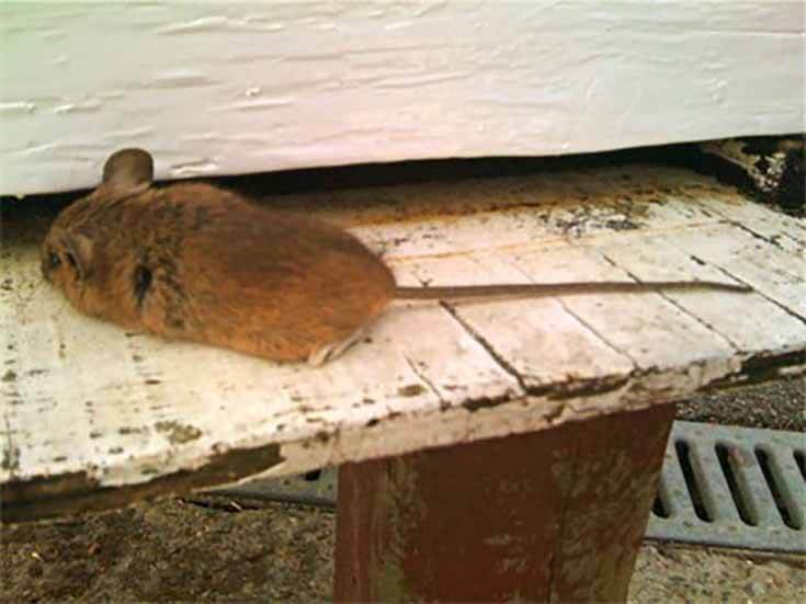 мыши на пасеке