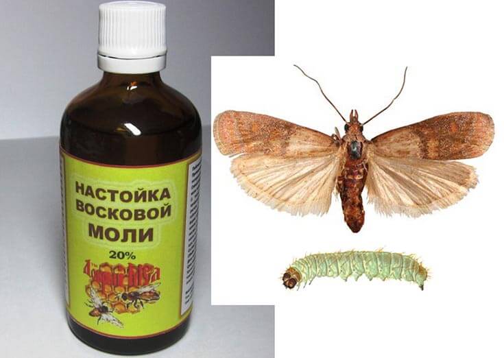 настойка восковой моли