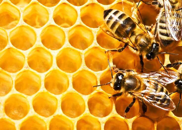 нектар по сотам