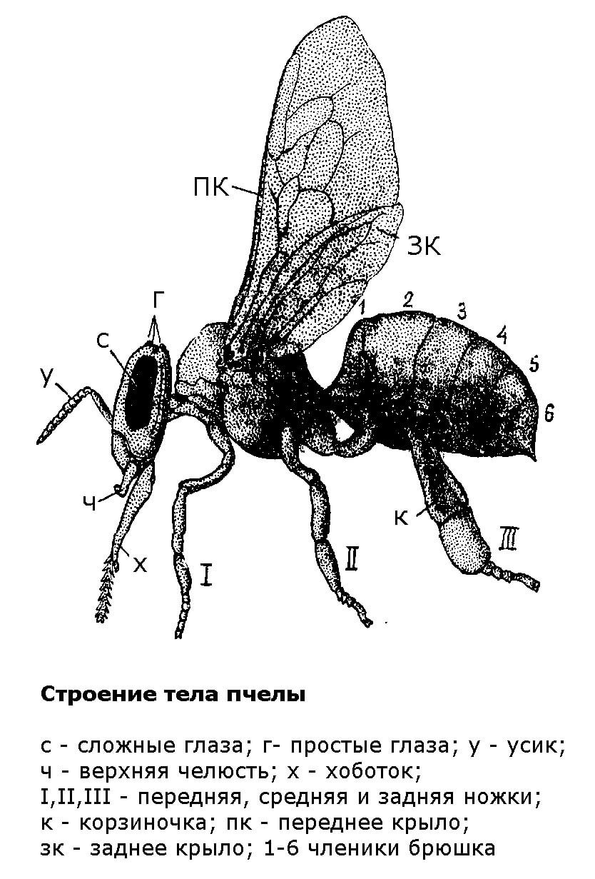 Строение туловища пчелы