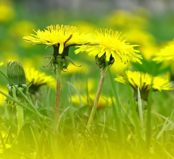 Одуванчики