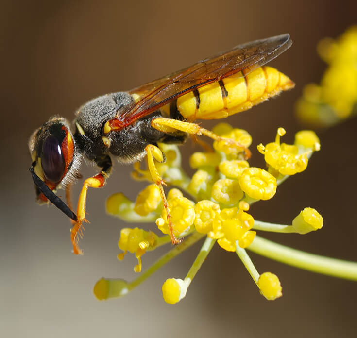 Оса филантус