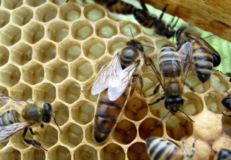 матка откладывает яйца