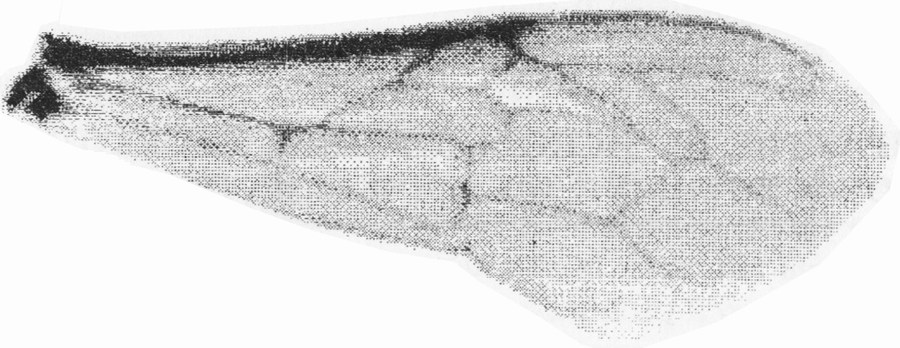 Оцифрованное изображение крыла медоносной пчелы