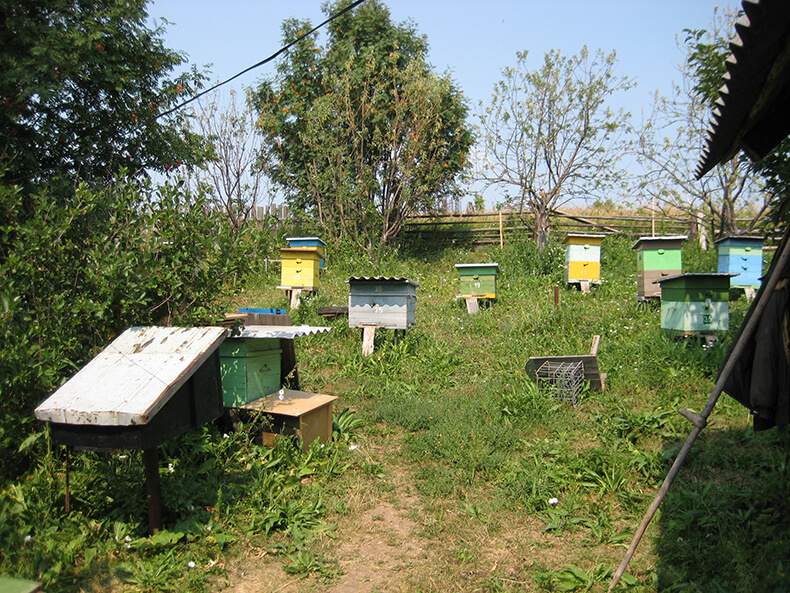 Пасека летом