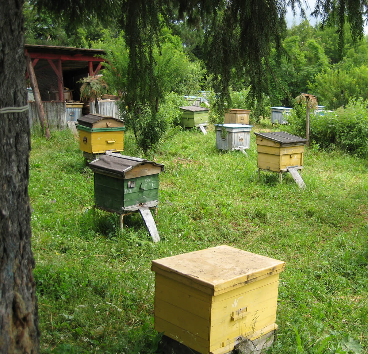 Пасека в деревне, главный медосбор