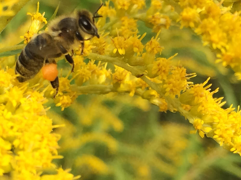 Пчела на цветах