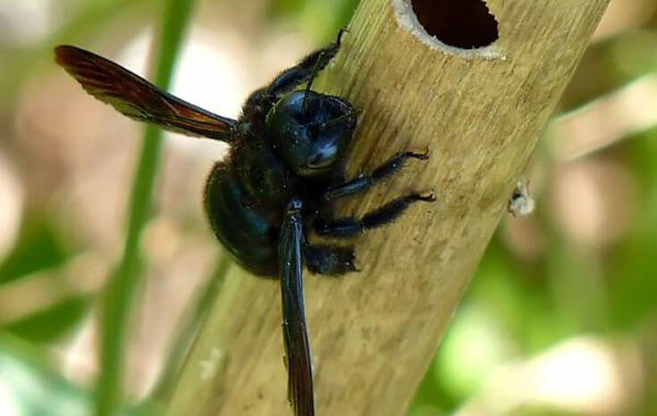 Пчела-плотник