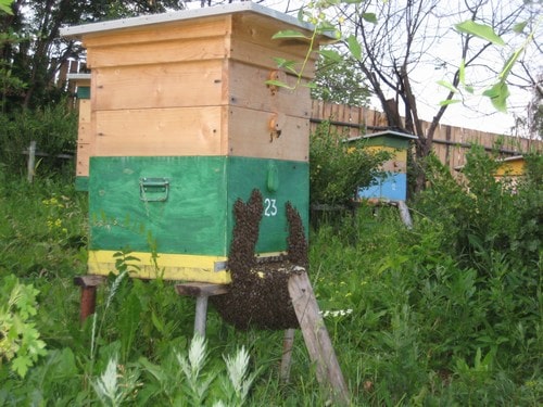 Пчелиный рой на улье