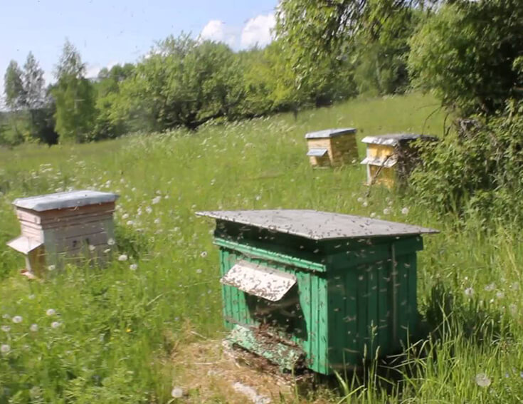 Пчелиный рой на пасеке