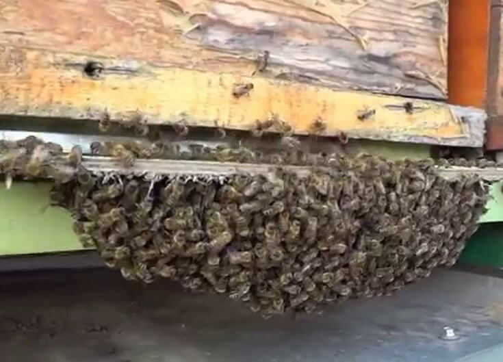 Пчелиный рой на летке