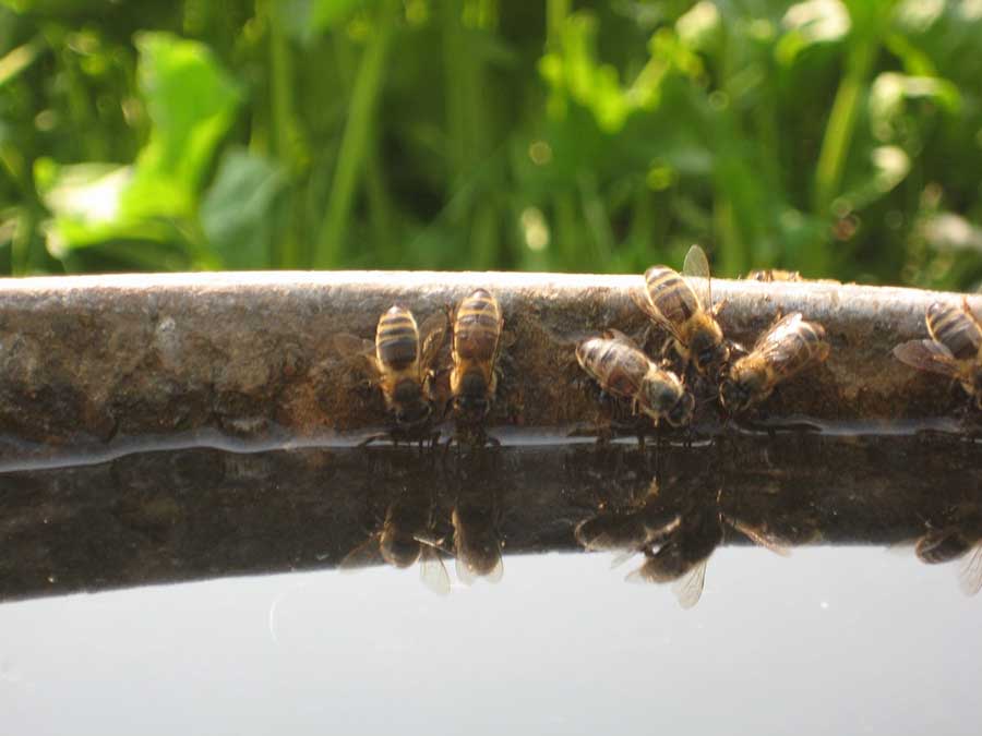 Медоносные пчелы пьют воду из бака