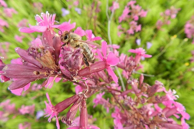 Пчёла фуражир