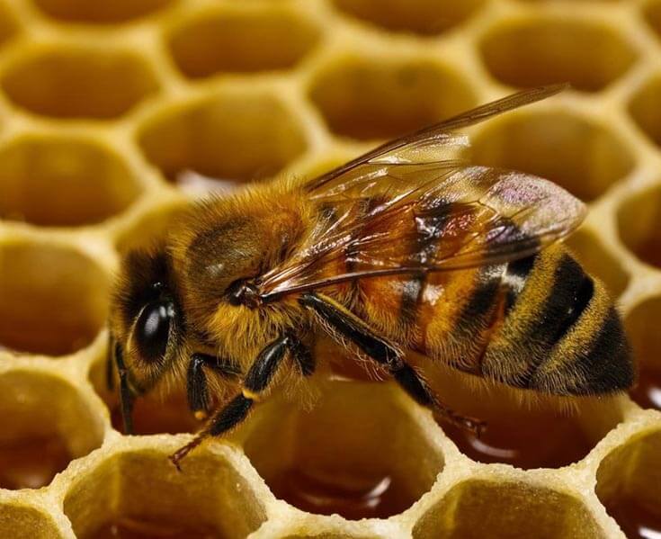 Кормление личинок