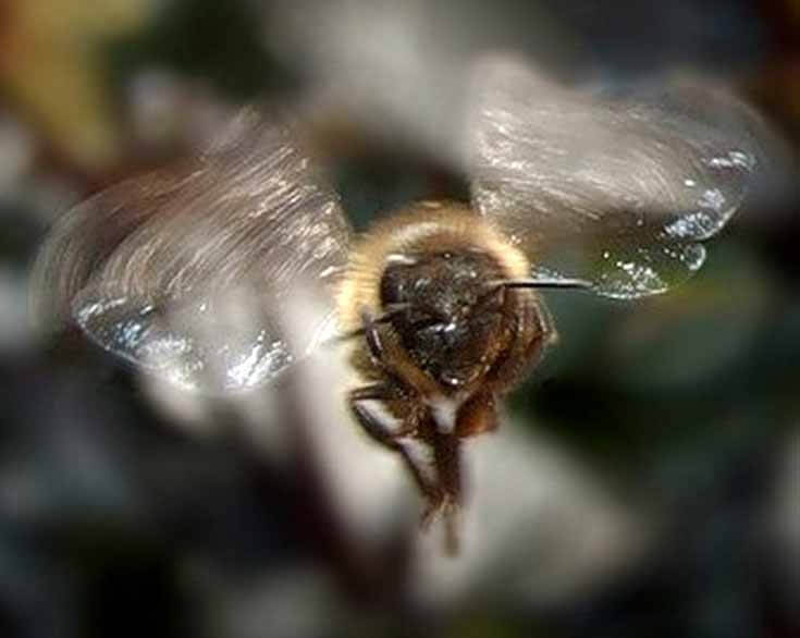 Пчёла-вентиляторщик