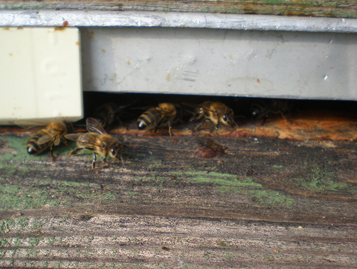 Пчелы воровки