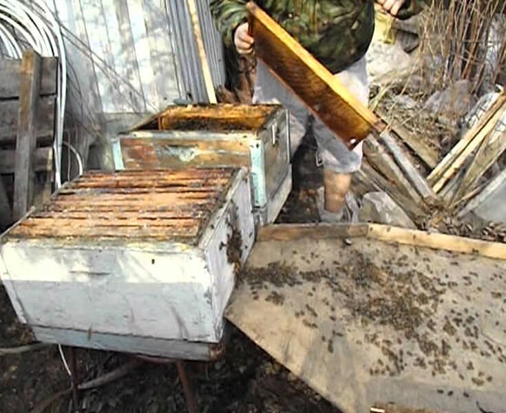 Пересадка роя в улей