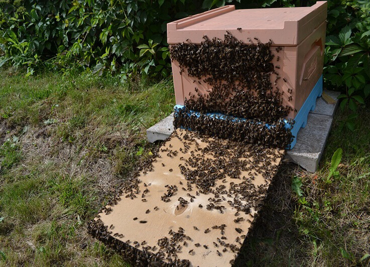 Пересадка пчелиного роя в улей