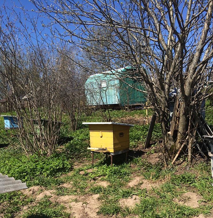 Первый вылет пчёл весной