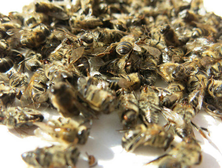 Пчелиный подмор
