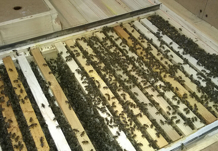 пчелопакет