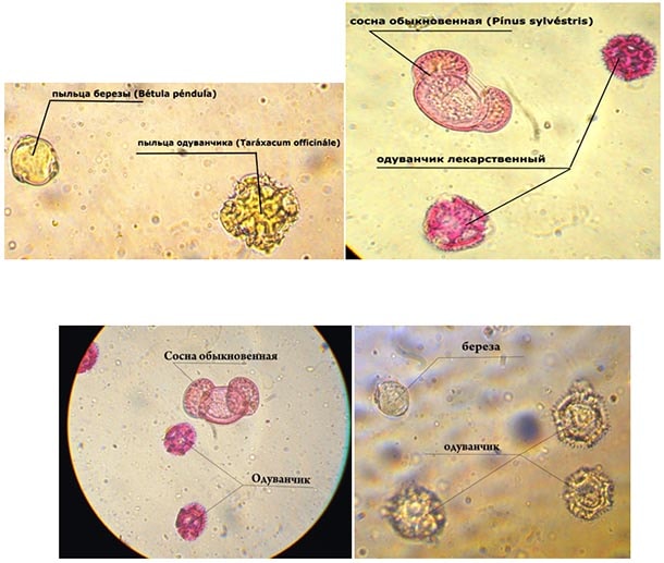 Пыльца березы и сосны в образцах