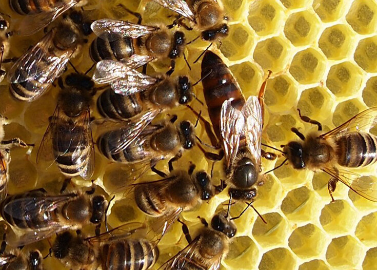 Марка пчелиная