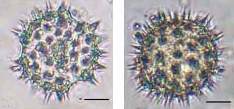 Подсолнечник однолетний пыльцевые зерна