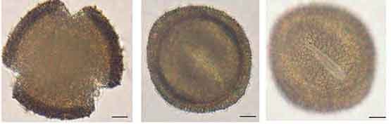 Скабиоза венечная пыльцевые зерна