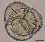 Рододендрон даурский пыльцевые зерна