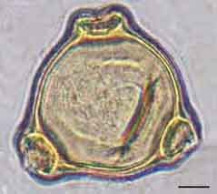 Иван-чай узколистный пыльцевые зерна