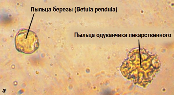 Пыльца березы