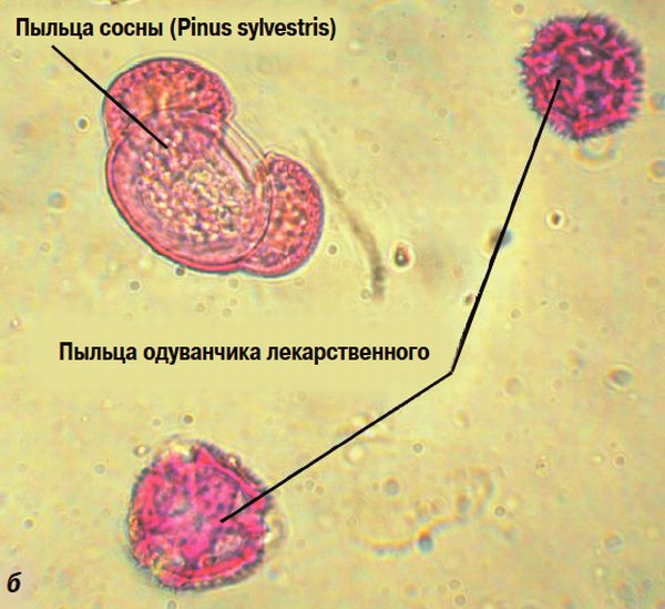 Пыльца сосны и одуванчика